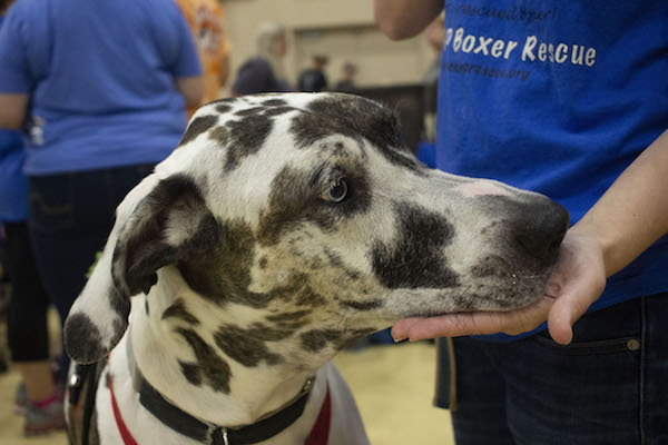 07132019_SFC_Flyball_012.jpg