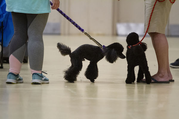 07132019_SFC_Flyball_013.jpg