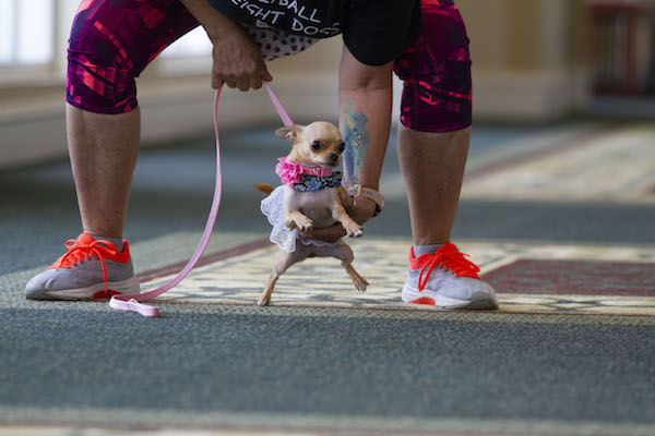 07132019_SFC_Flyball_014.jpg