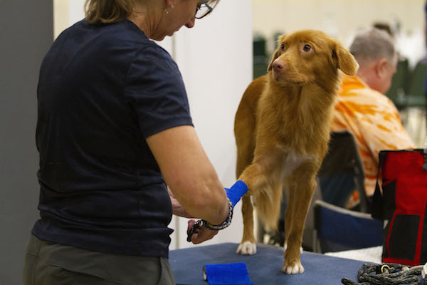 07132019_SFC_Flyball_016.jpg