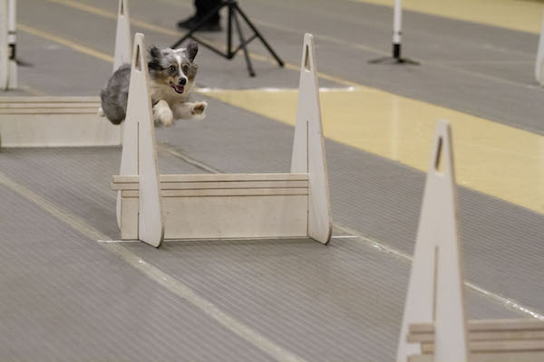 07132019_SFC_Flyball_019.jpg