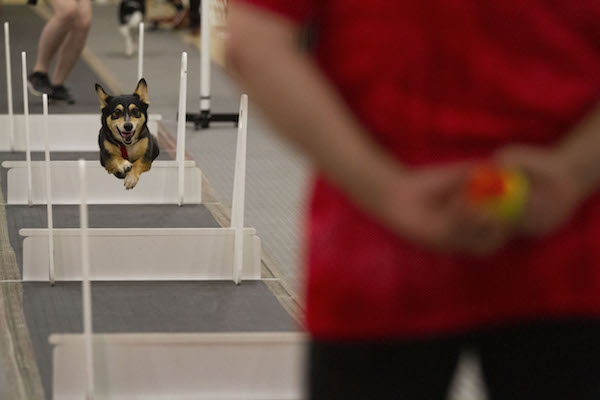 07132019_SFC_Flyball_020.jpg