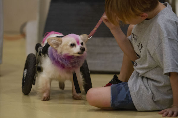 07132019_SFC_Flyball_021.jpg