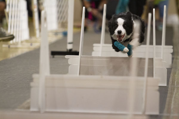 07132019_SFC_Flyball_023.jpg