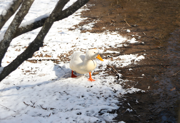 170905nma_firstsnow0022.jpg