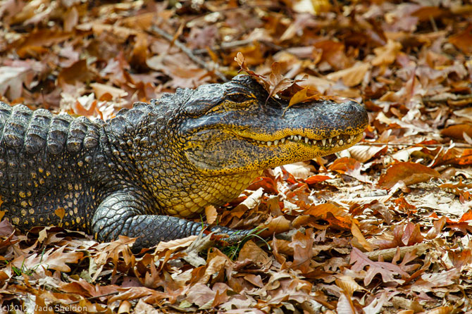 BearHollowZoo-Alligator-WadeSheldon.jpg