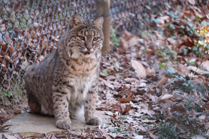 BearHollowZoo-Bobcat-TravisEdrington.jpg