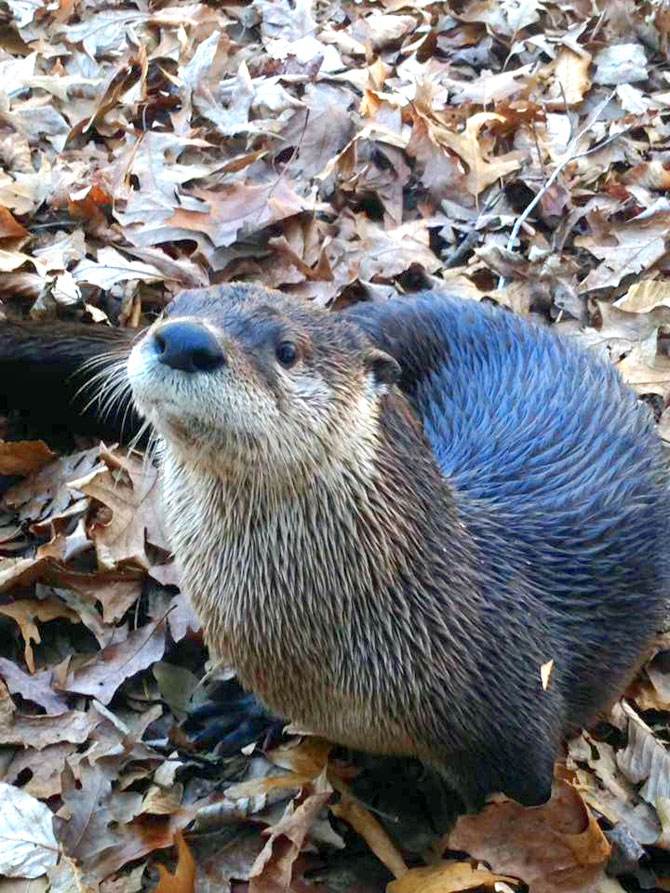 BearHollowZoo-Otter-SherrieHines.jpg