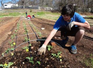 CommunityGardens-ElijahEaston.jpg