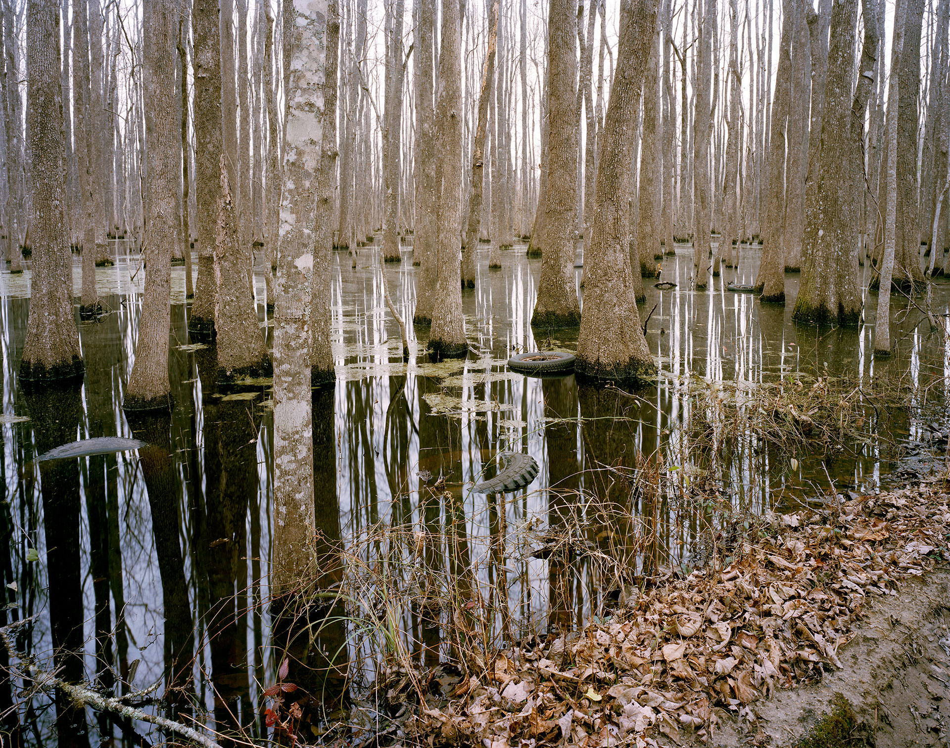 Eliot Dudik Alligator Alley, Oregon Road.jpg