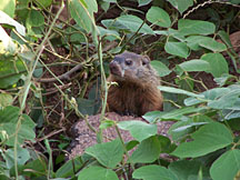 groundhog-kudzu.jpg