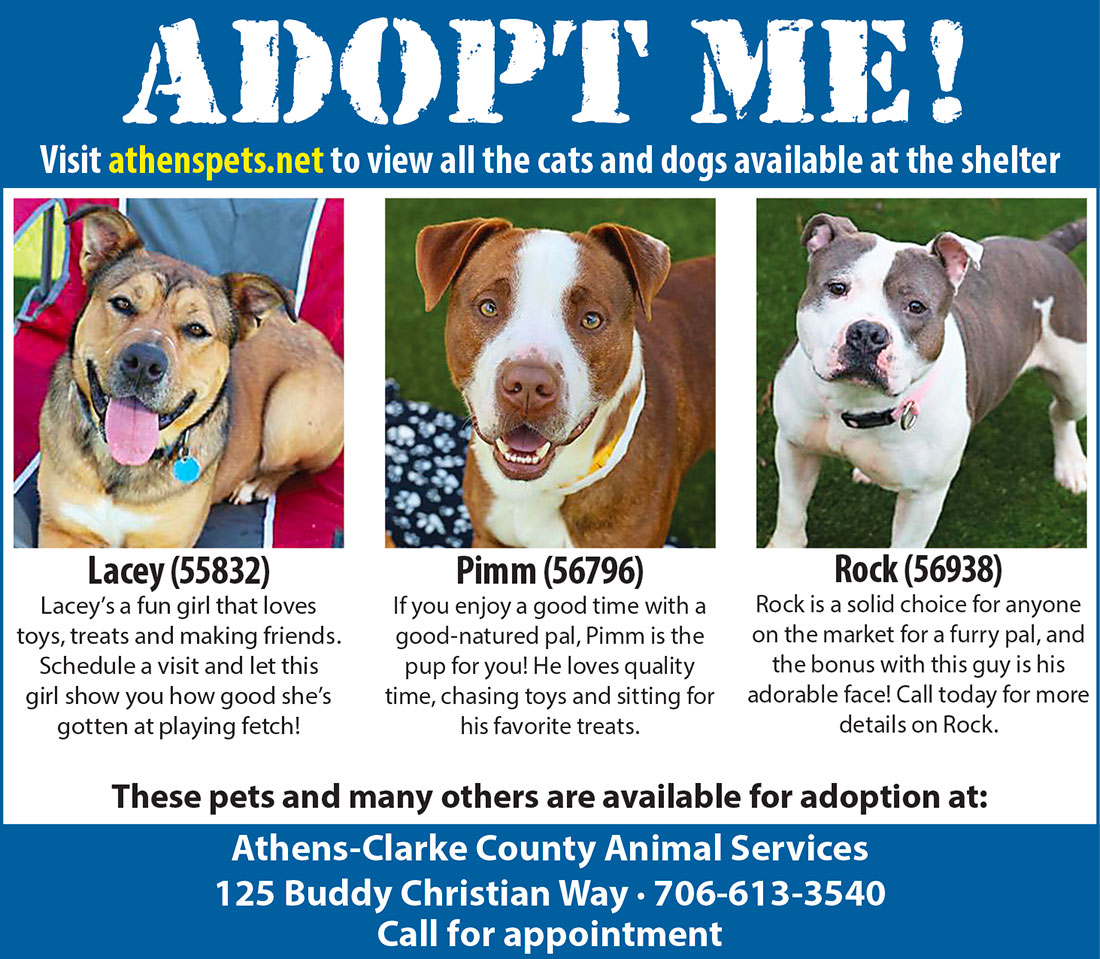 Adoptable Animals at ACC Animal Services - Flagpole Adoptable Animals at ACC Animal Services - Flagpole