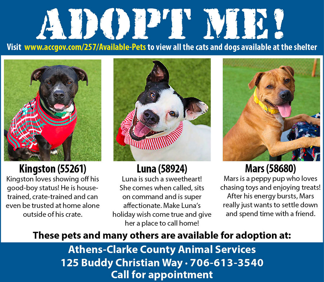 Adoptable Animals At ACC Animal Services Flagpole adoptable-animals-at-acc-animal-services-flagpole