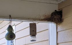 An Eastern phoebe preferred constructing its own porch nest to the gourd hanging nearby. Credit: Erin France