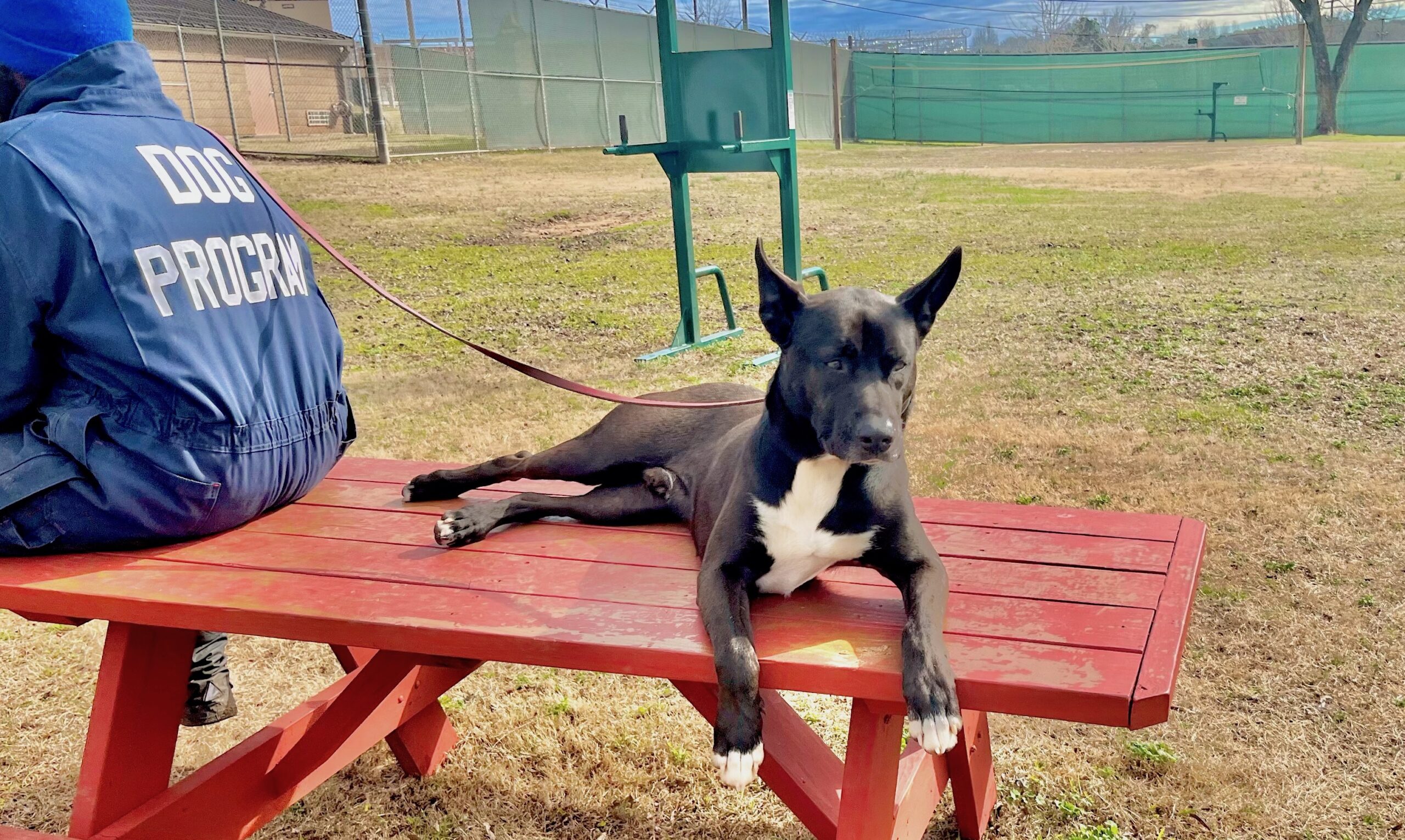project-homebound-dog-training-program-pairs-inmates-and-shelter-dogs